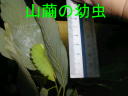 3ページ